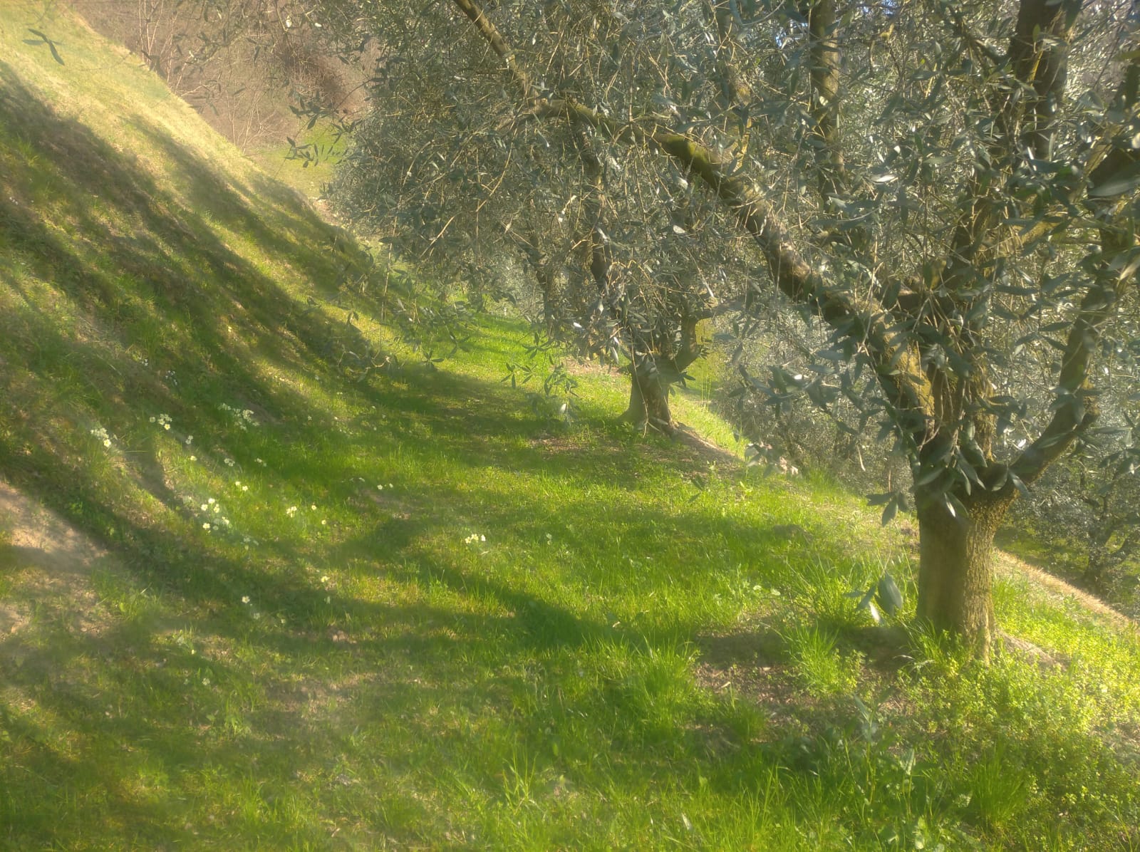 Terreno Agricolo - Sulzano
